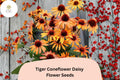 200+ Tiger Coneflower Daisy Seeds | Echinacea purpurea | Bright Orange Perennial Blooms