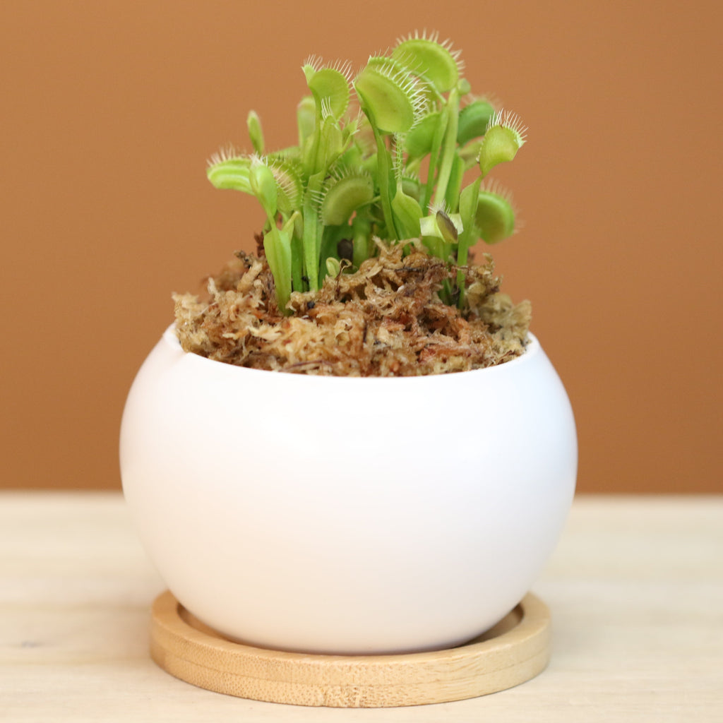 Green Venus Fly Trap Carnivorous Plant