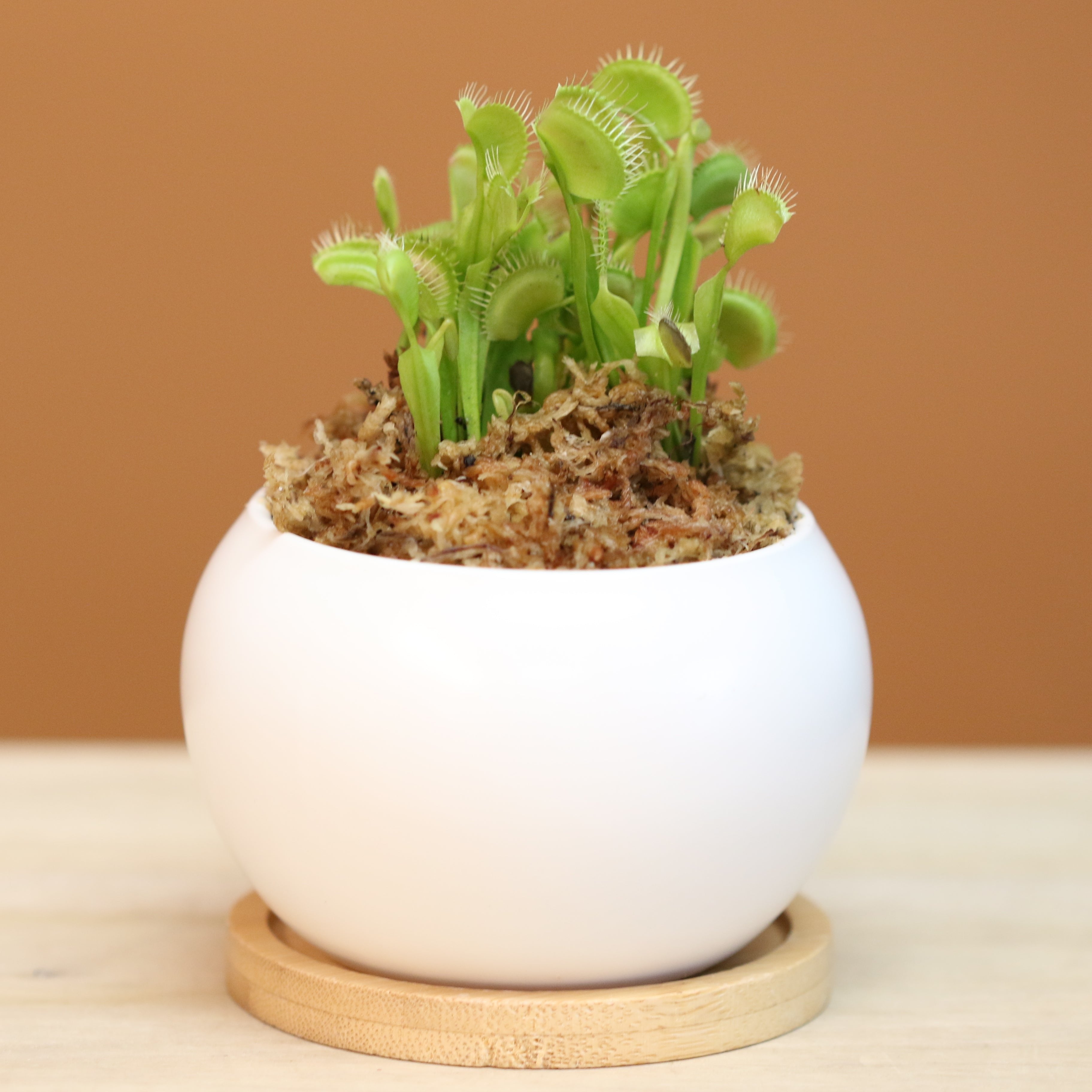 Green Venus Fly Trap Carnivorous Plant
