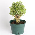 Ming Aralia Snowflake