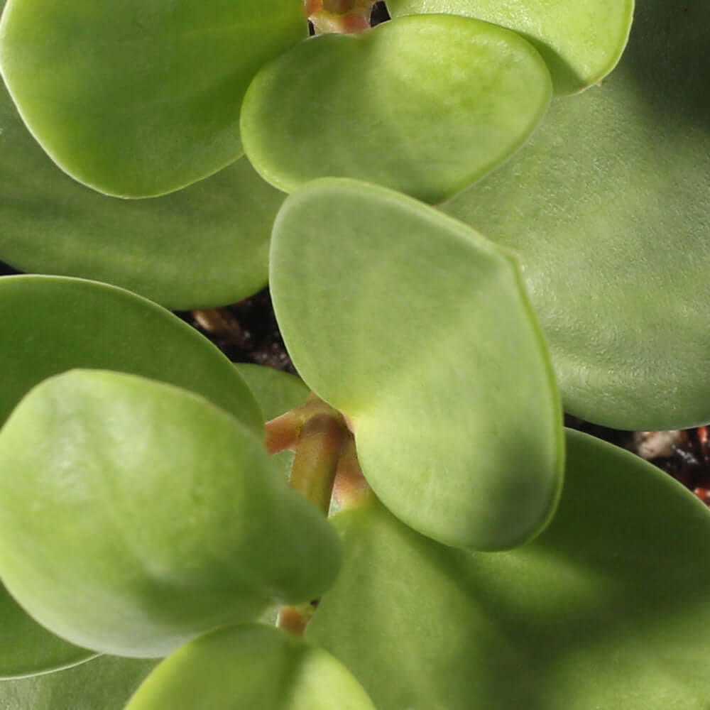 Peperomia Hope 'Trailing Jade' Plant