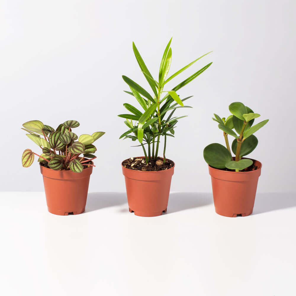 Grower's Choice Mystery Plant 4" Nursery Pot