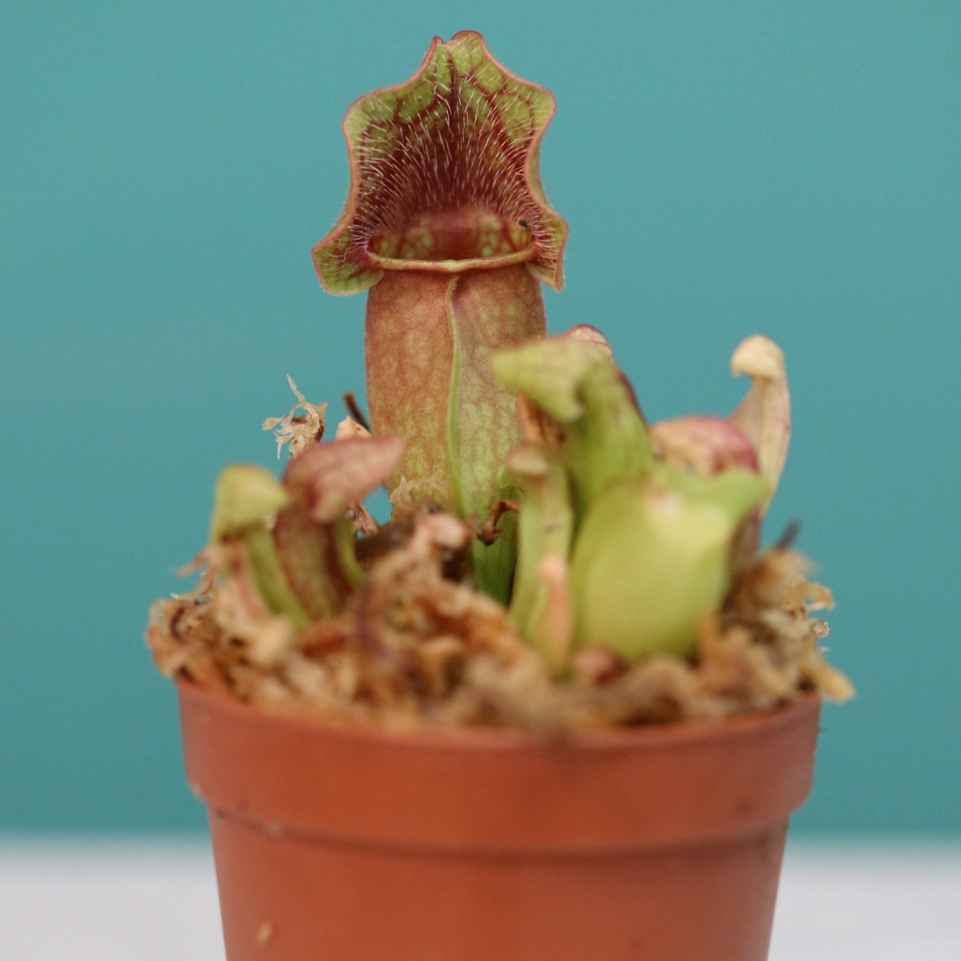 Sarracenia Purpurea 'Venosa Red' Carnivorous Plant