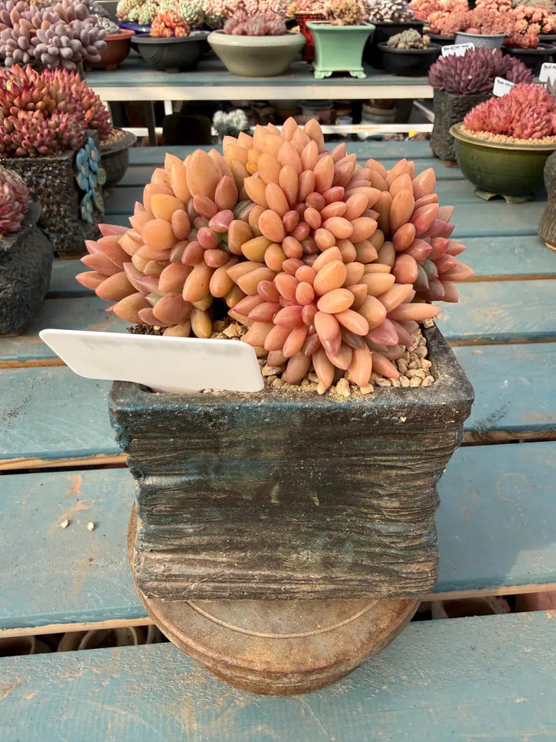Exact Plant ID: THY098-0039 – Echeveria 'Peach Blossom Spring' – Rare Crested Succulent | 4-Years-Old Approx. 5-inch Across