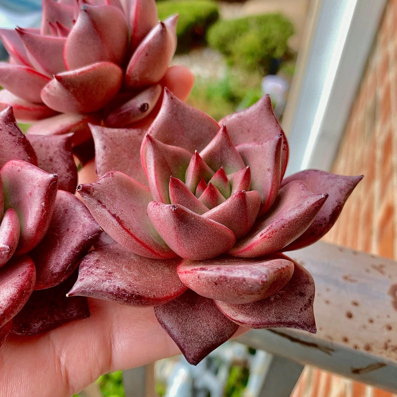 Echeveria Agavoides 'Romeo' 3"-3.5" Boutique Single-plant Succulent - Known For Its Star-shaped Rose-like Form