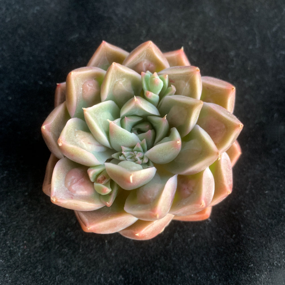 Rare Succulent Highly Sought-after - Echeveria 'Doctor Strange' - Rewarding Plant Add a Striking "Alien" Look