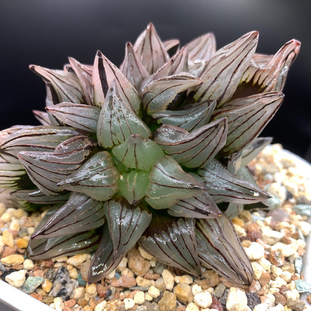 “Jelly” Plant Favorite Among Collectors - Haworthia Magnifica Var. Atrofusca - Rare Live Succulent Allow Light to Reach Plant's Interior