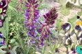 Astragalus bisulcatus Seeds | Drought-Tolerant Native Legume for Xeriscape & Prairie Restoration | Pale Purple Flowers
