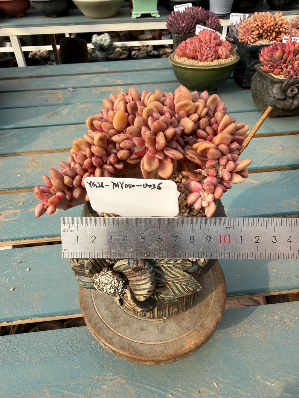 THY050-0036 Echeveria 'Peach Blossom Spring' - One-of-a-Kind Exact Plant Shown: Rare Live Succulent - Collector Plant