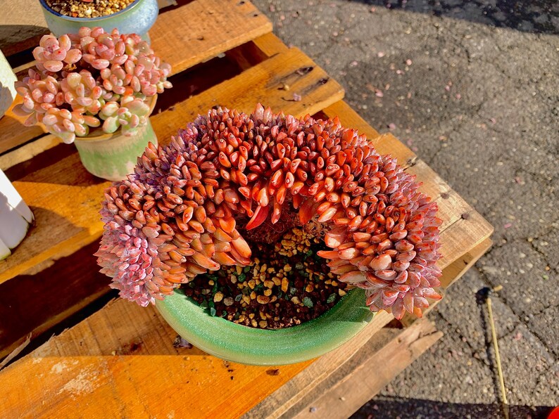 Rare Echeveria ‘Orange Monroe’ Succulent Plant | Boutique Live Succulent | What You See is What You Get | Bare Root 2512-043