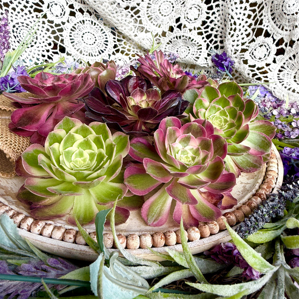 6-PCS Premium Assorted Aeonium Cutting Live Plant Set - Mix Plants Random Succulents