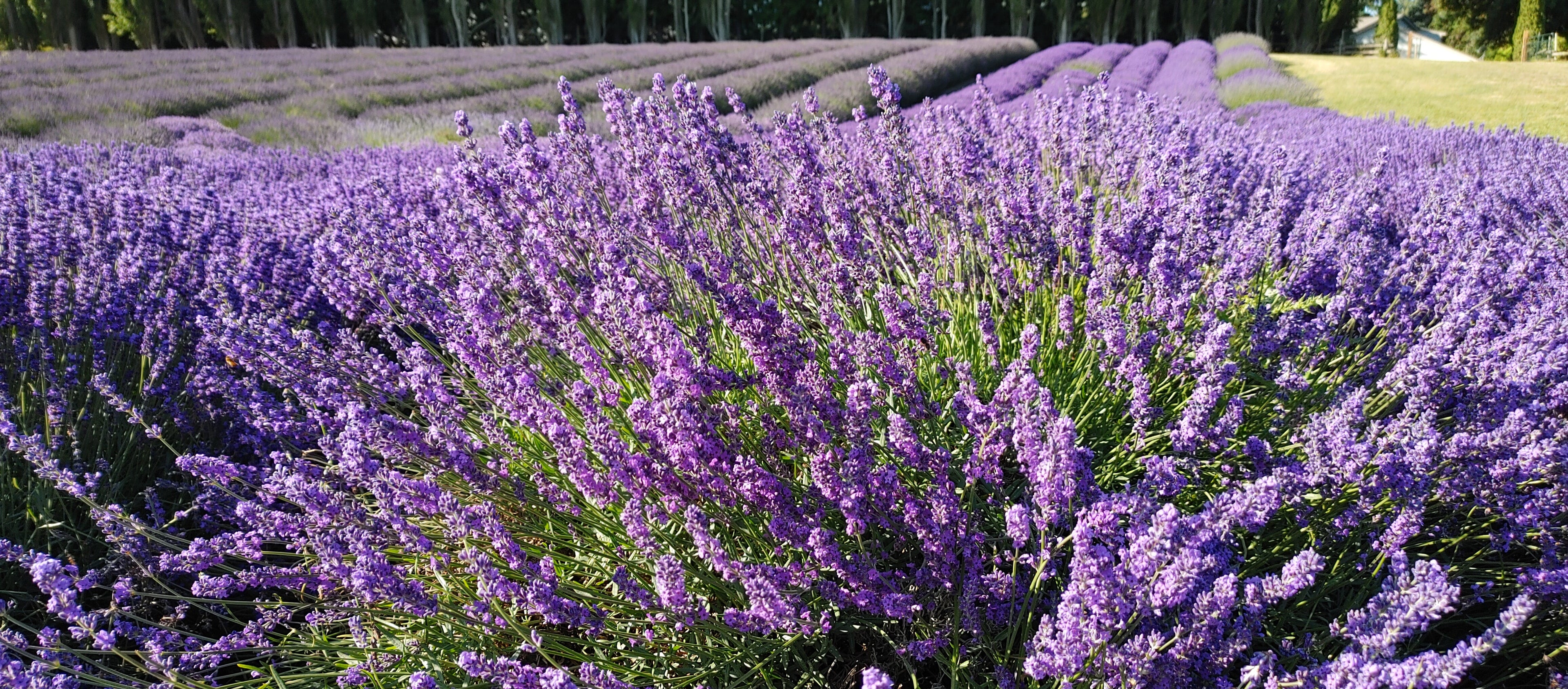 Lavender Live Plant Royal Velvet 3.5" Pot Herb Garden Aromatherapy