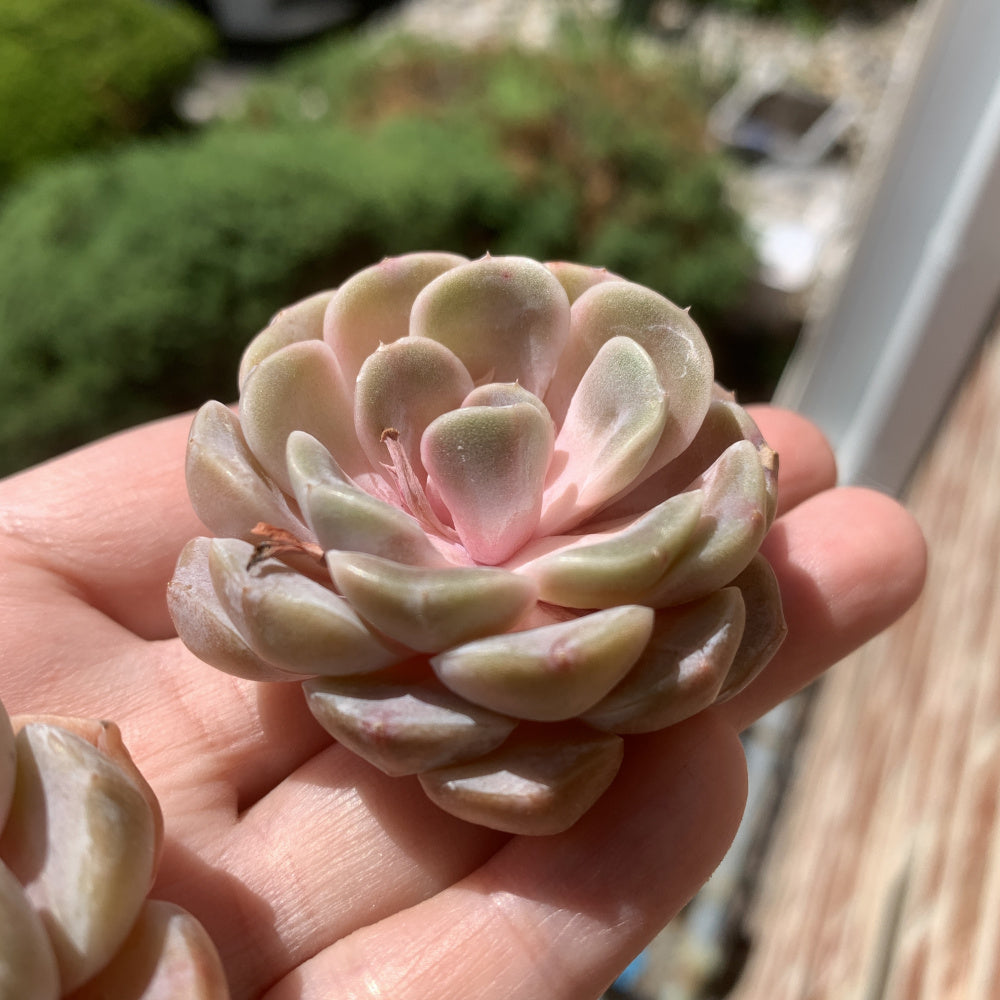 Echeveria 'Teddy Bear Burger' - Single Diameter Approx. 2"-2.5"