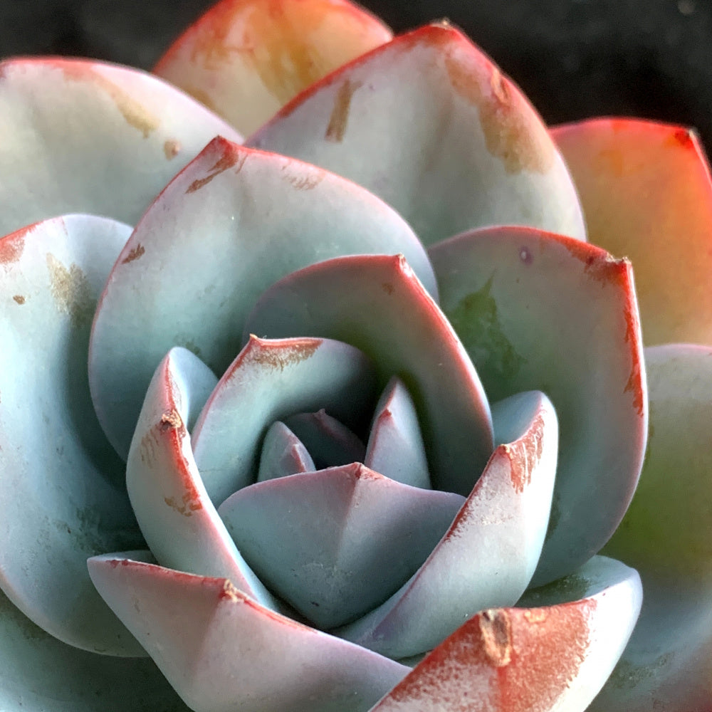 Rare Ornamental Plant - Echeveria 'Blue Swan' - Attractive Cup-shaped Rosette