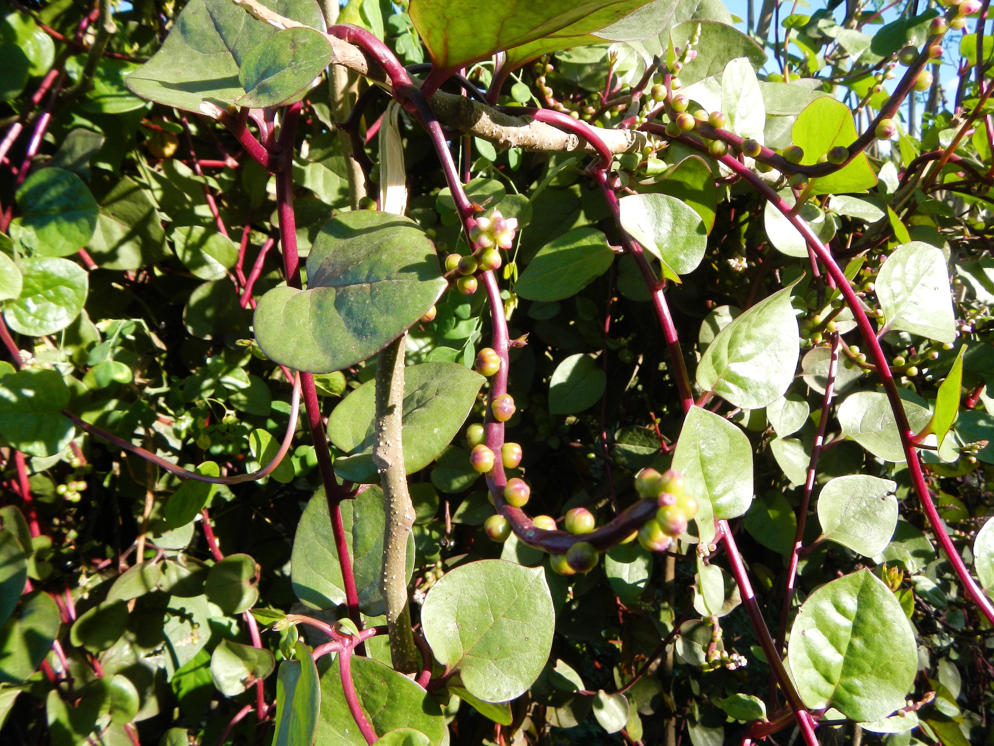 50 RED Stem MALABAR SPINACH Red Vine Ceylon Basella Alba Rubra Vegetable Seeds