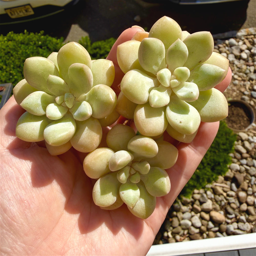 Graptoveria 'Bubble Gum' Multi-stemmed Clustered 3"-3.5"