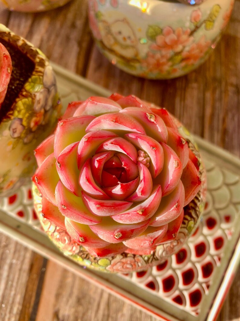 Pet-safe Succulent - Echeveria 'Silhouette' - Classic Rose-shaped Rosette Plant
