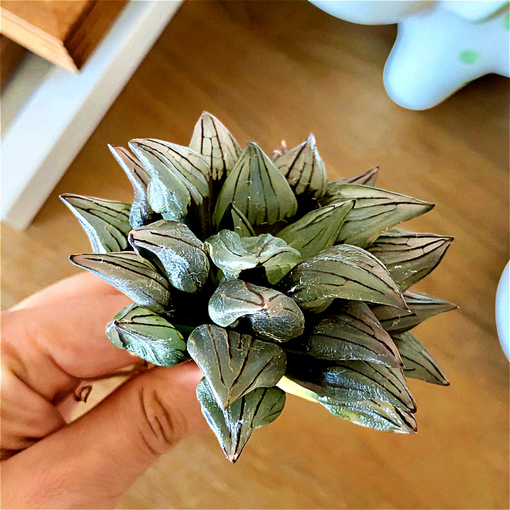 “Jelly” Plant Favorite Among Collectors - Haworthia Magnifica Var. Atrofusca - Rare Live Succulent Allow Light to Reach Plant's Interior