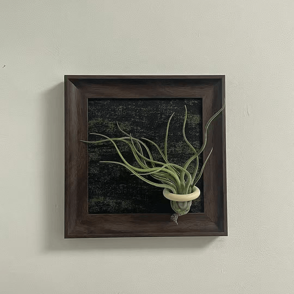 Air Plant - Tillandsia 'Medusa' - With 4-inch Wooden Photo Frame