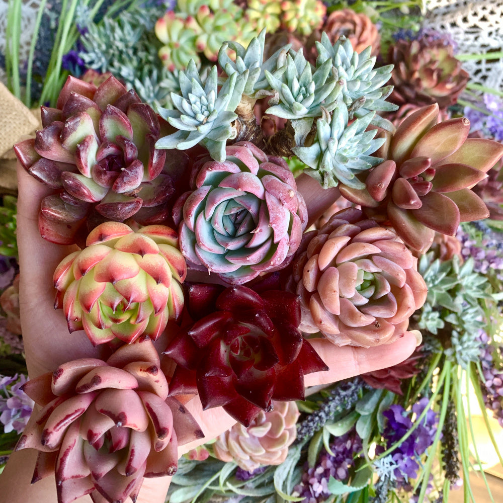 Large 6-pcs/12-pcs Premium Assorted Succulents - 2"-3" in Diameter Mix Plants Random Succulents