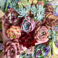 Large 6-pcs/12-pcs Premium Assorted Succulents - 2"-3" in Diameter Mix Plants Random Succulents
