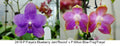 Phalaenopsis (Freya’s Blueberry Jam x Mituo Blue Frog)