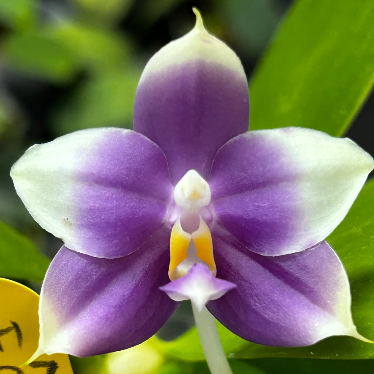 Phalaenopsis (Penang Jewel X (Yaphon Super Jaguar x Samera))"極品" X Phal. (Jennifer Palermo X Chien Lung Red King) "BK#2"
