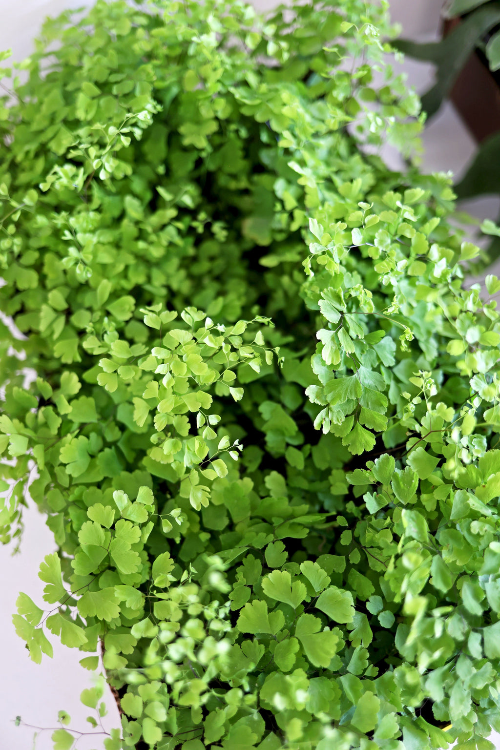 Maidenhair Fern