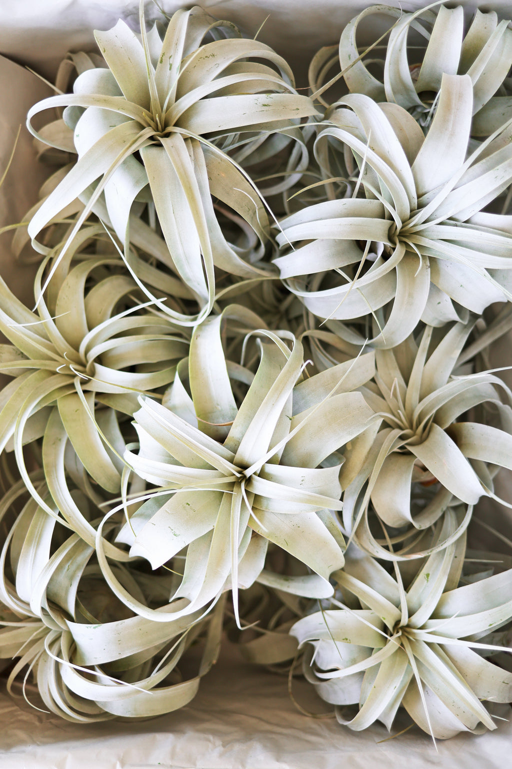 Air Plant Xerographica