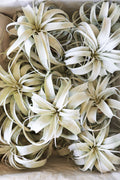Air Plant Xerographica