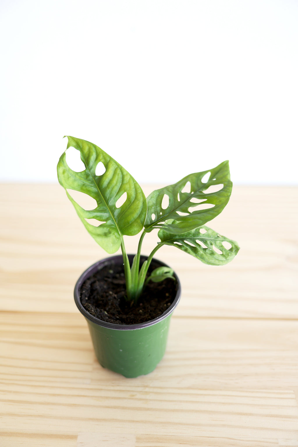 Swiss Cheese Plant