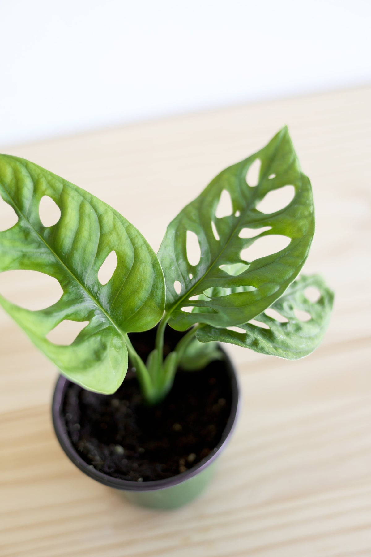 Swiss Cheese Plant