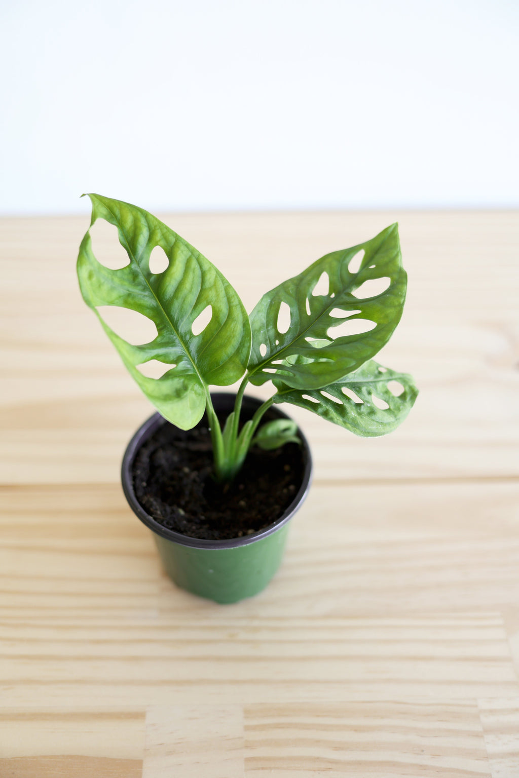 Swiss Cheese Plant