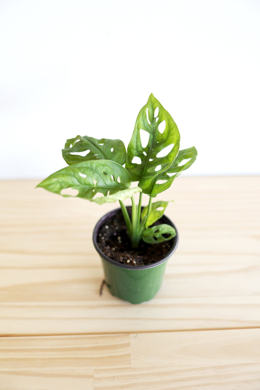 Swiss Cheese Plant