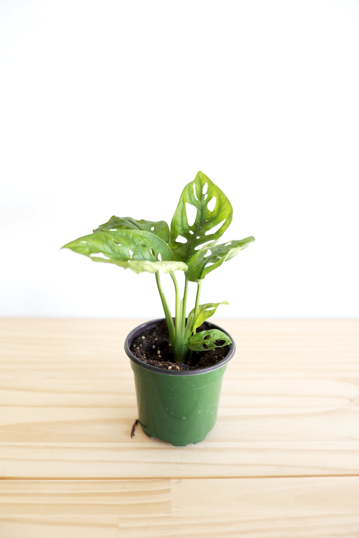 Swiss Cheese Plant