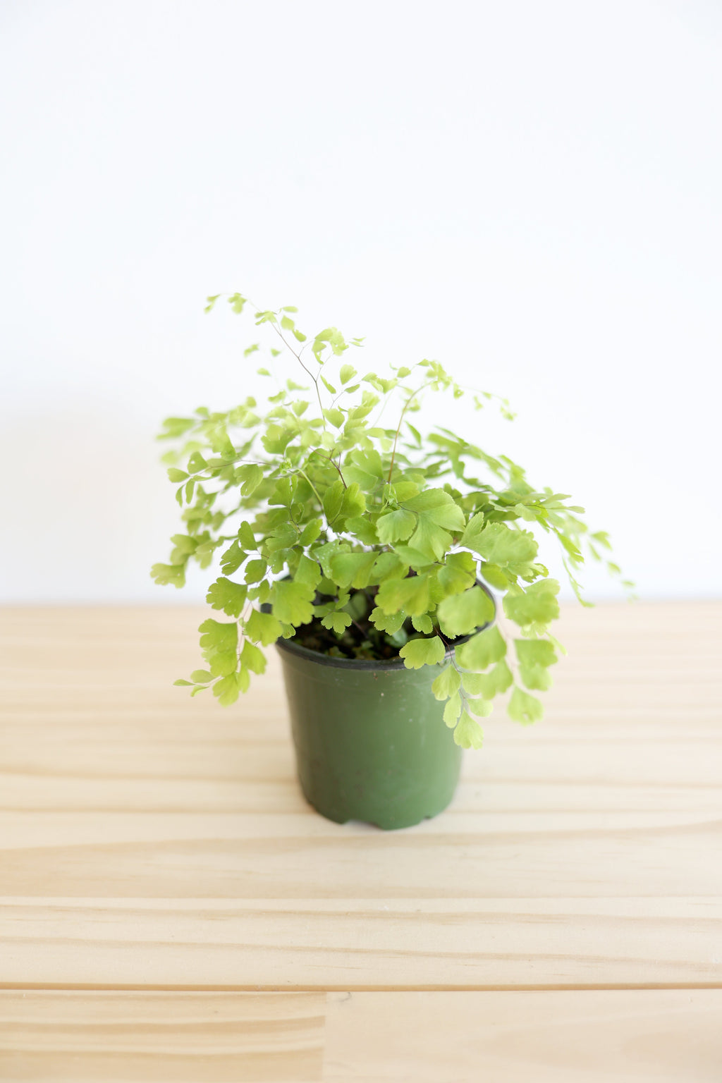 Maidenhair Fern