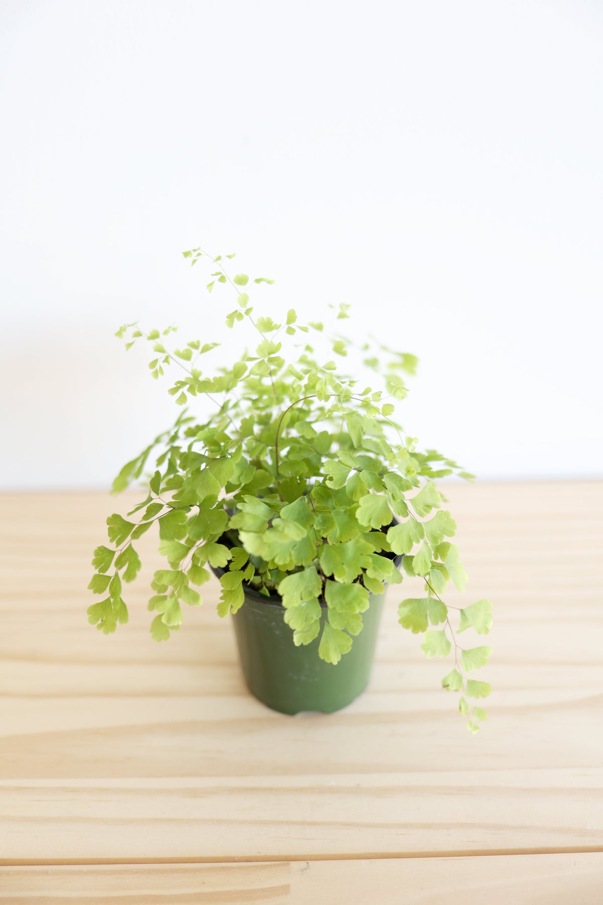 Maidenhair Fern