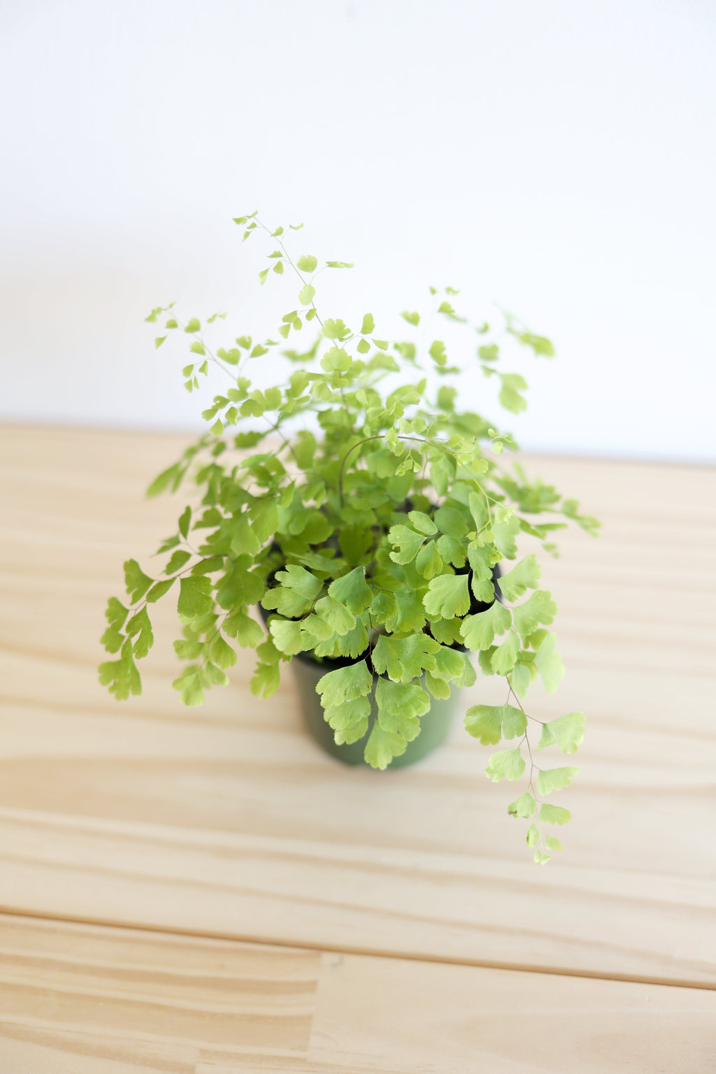 Maidenhair Fern