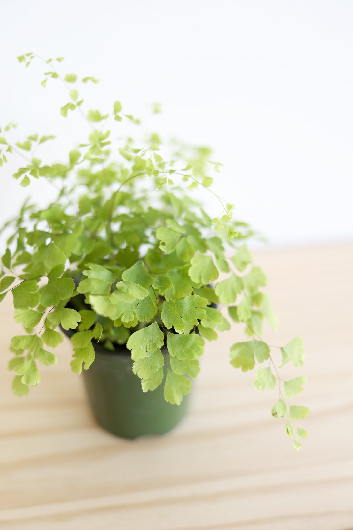 Maidenhair Fern