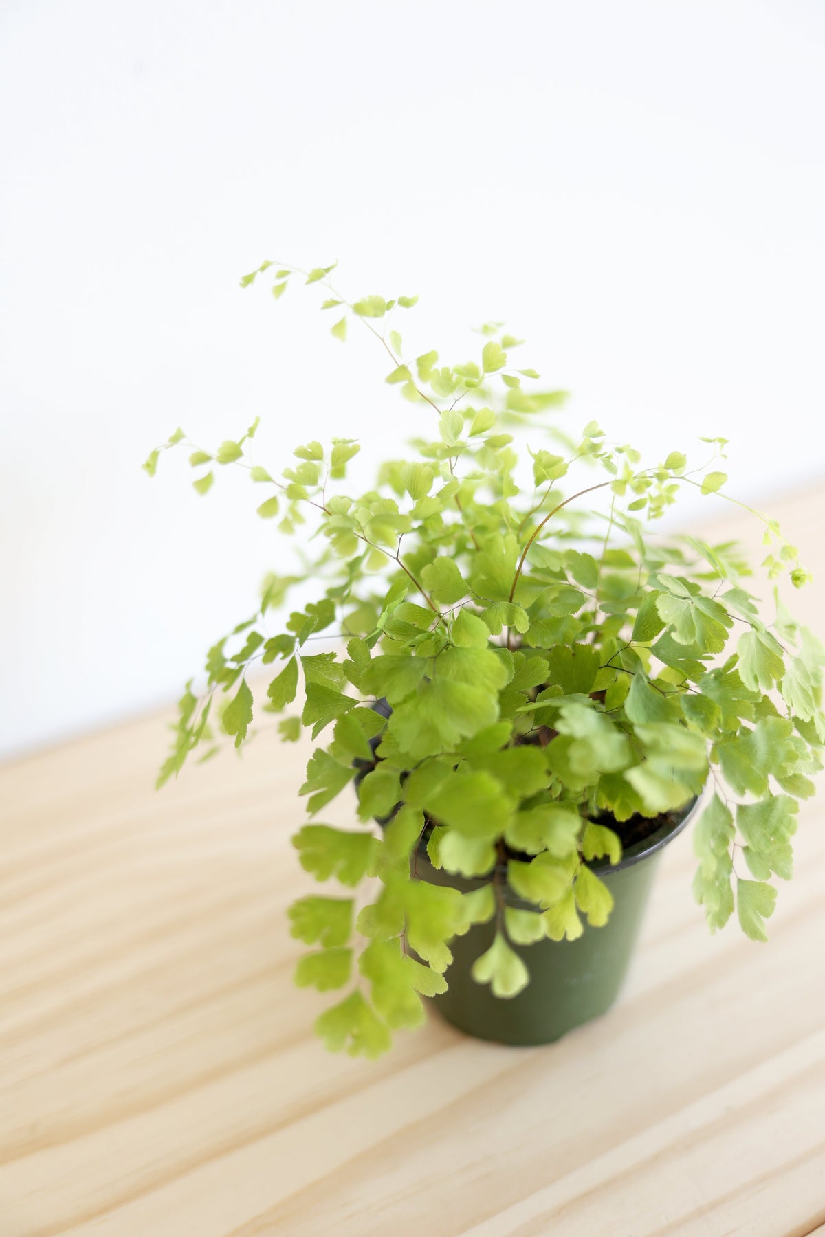 Maidenhair Fern