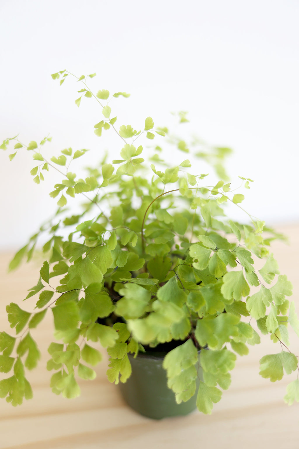 Maidenhair Fern