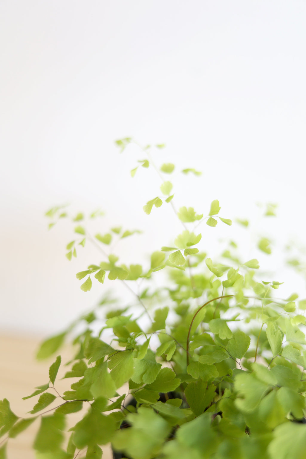 Maidenhair Fern