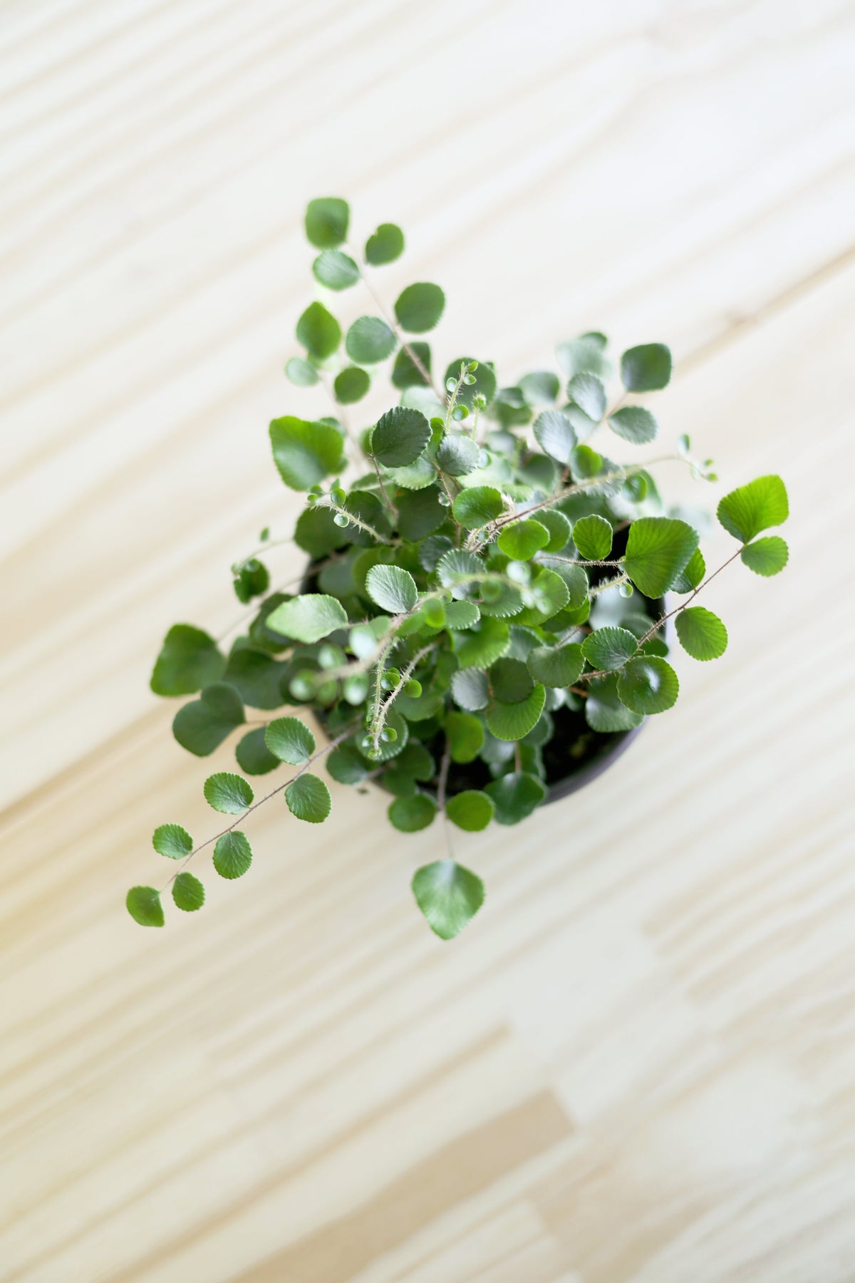 Button Fern