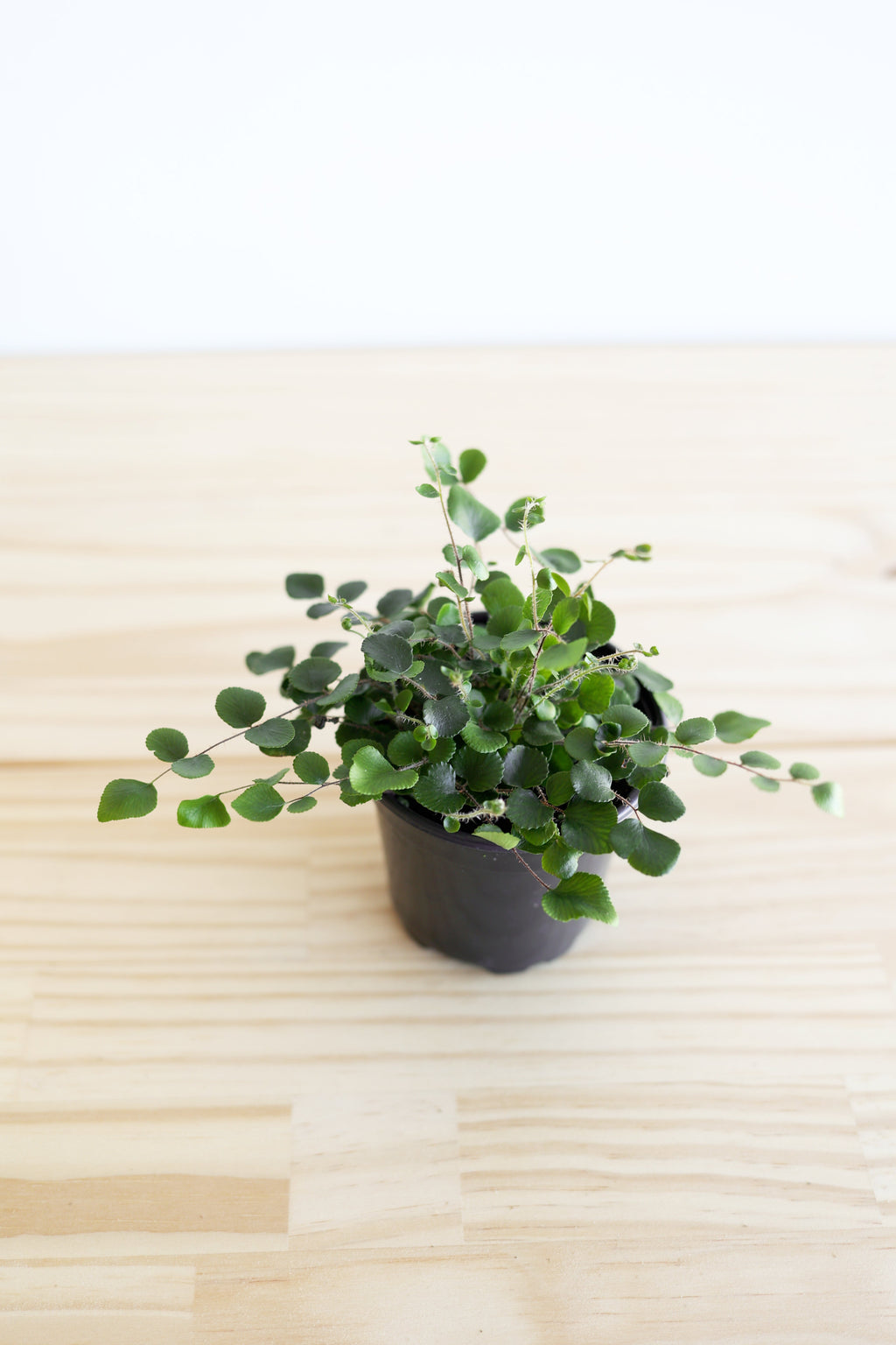 Button Fern