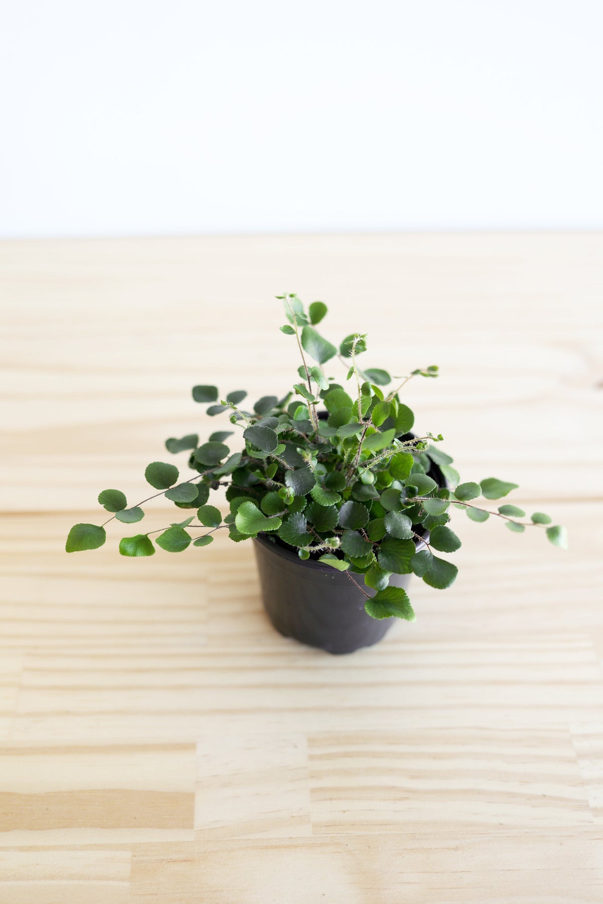 Button Fern