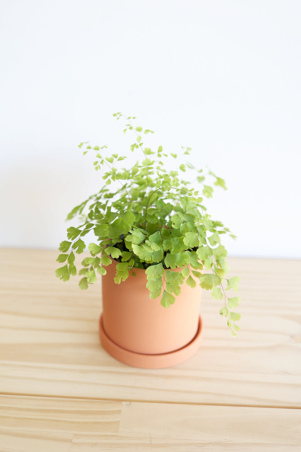 Maidenhair Fern