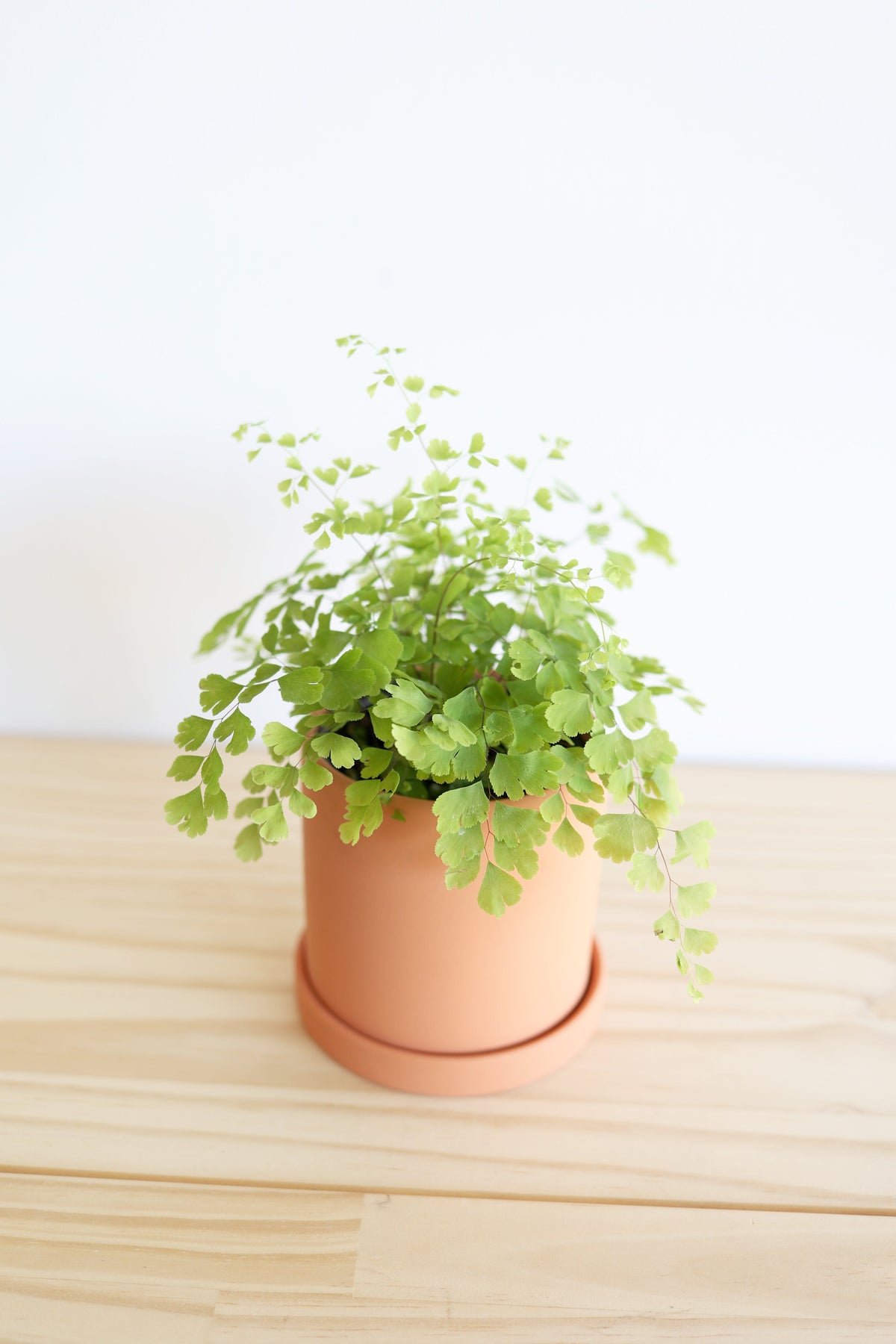 Maidenhair Fern