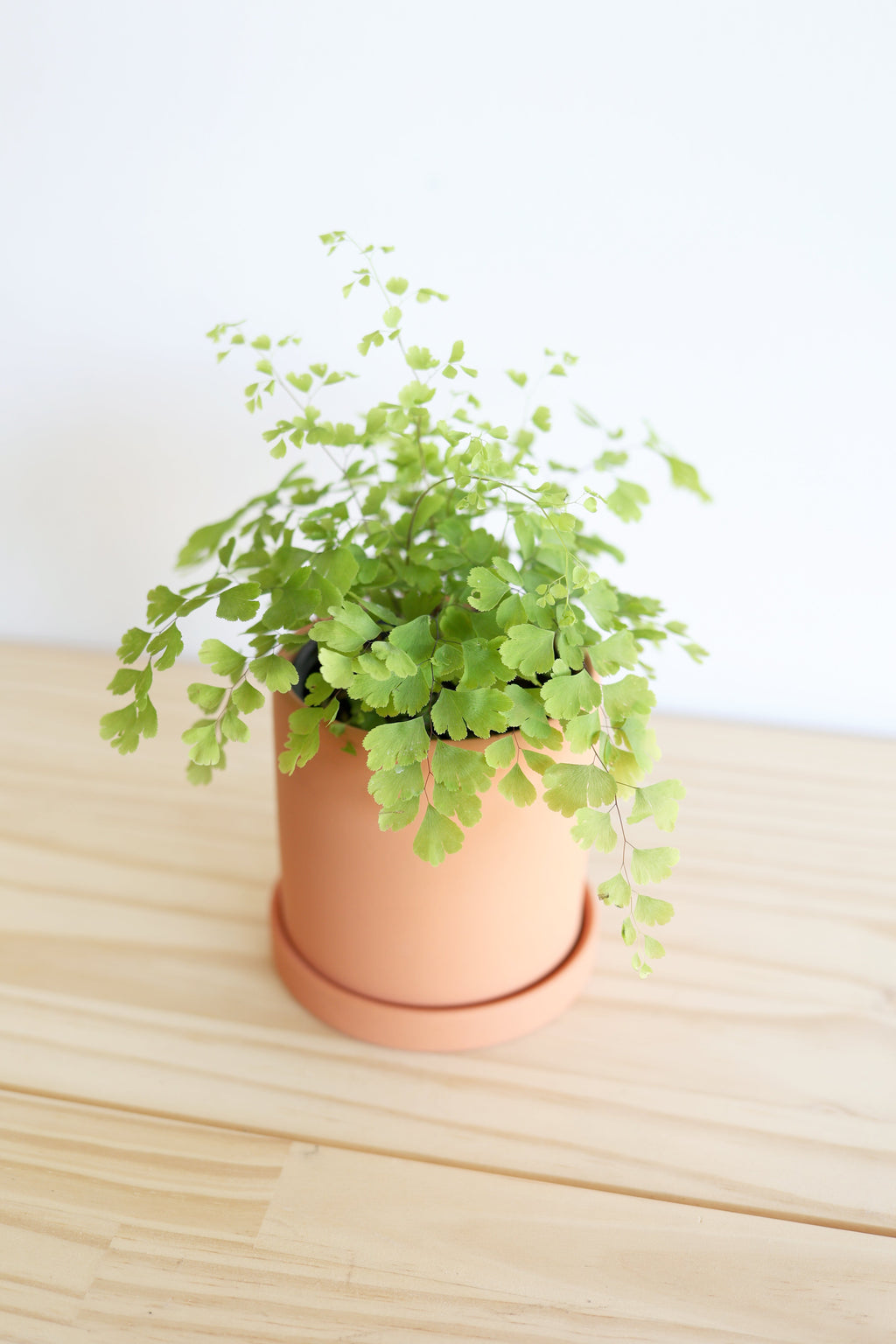 Maidenhair Fern