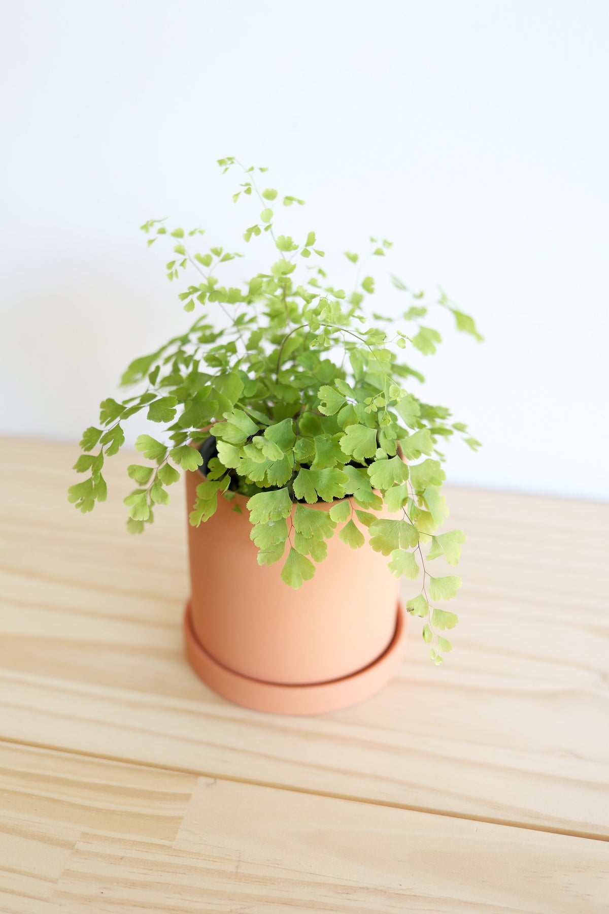 Maidenhair Fern