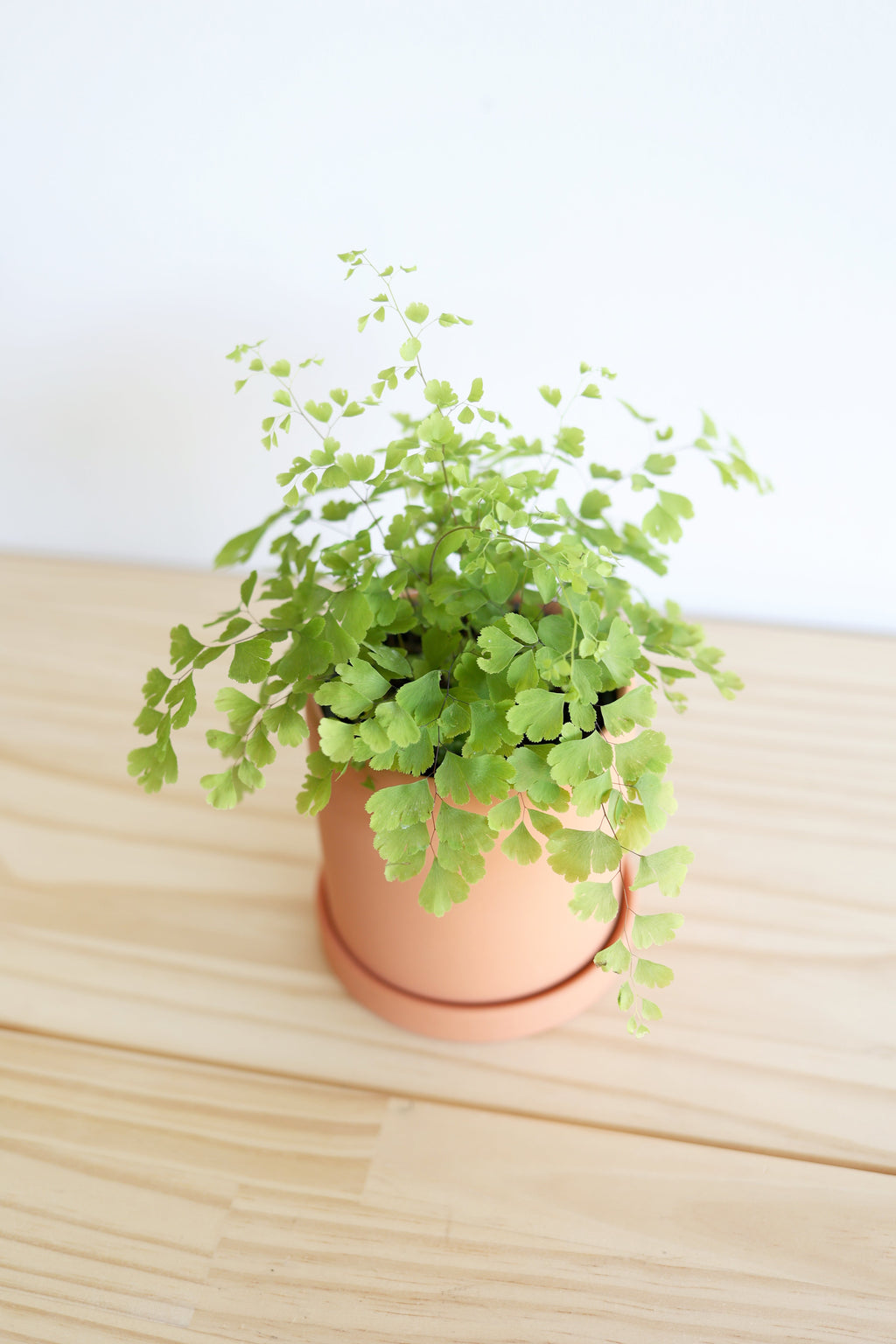 Maidenhair Fern
